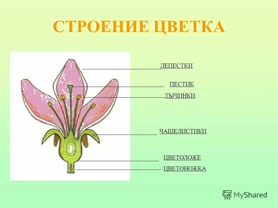 Строение цветка самостоятельная. Строение растения тычинка пестик. Чашелистики пестик тычинки венчик. Прицветник цветоножка цветоложе. Тычинка пестик чашелистик цветоножка.