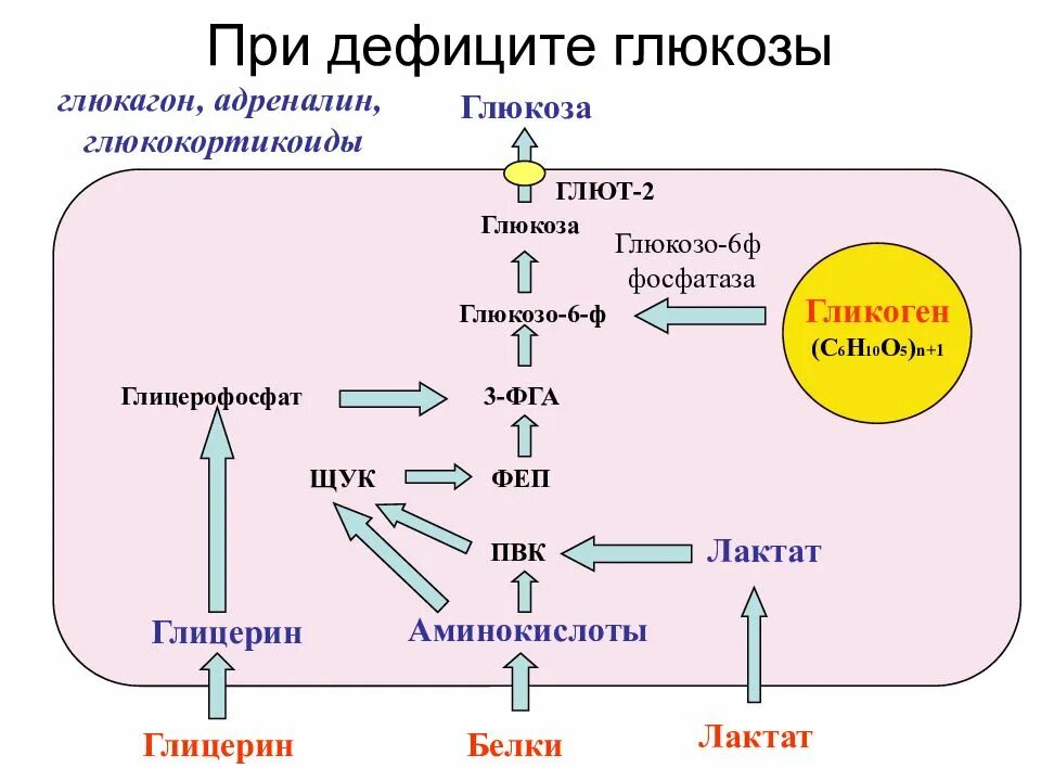 Превращение в печени гликогена в глюкозу. Инсулина утилизация Глюкозы клетками. Превращение Глюкозы в гликоген. Механизм действия глюкокортикоидов биохимия. Адреналин и Глюкоза.