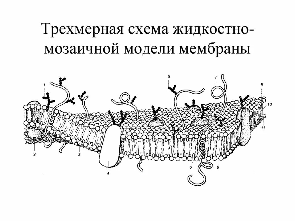 Мембрана рисунок. Жидкостно мозаичная модель клеточной мембраны. Модель клеточной мембраны Сингера Николсона. Жидко мозаичная модель строения мембраны. Жидкостно-мозаичная модель мембраны схема.