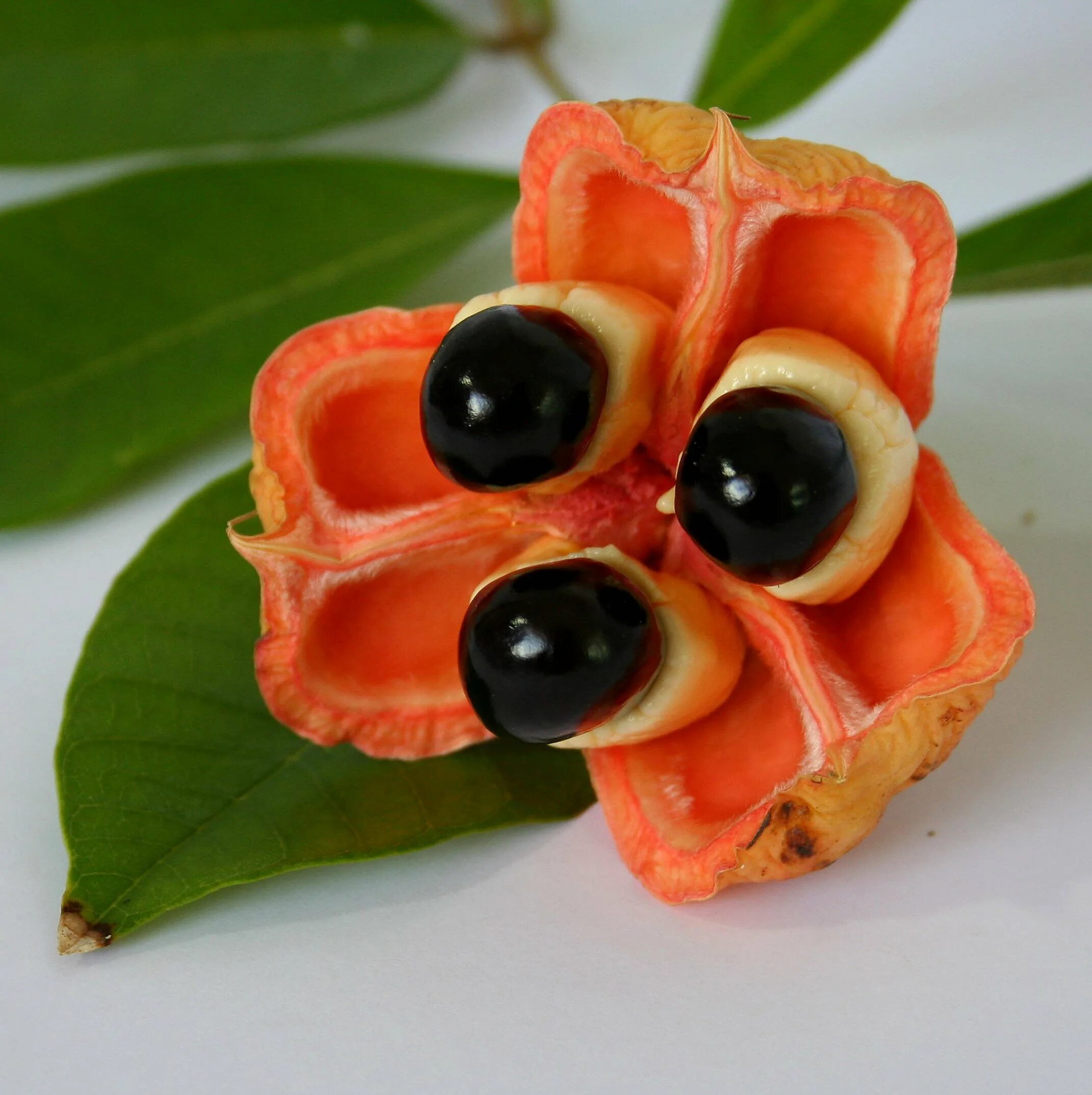 Самые интересные ягоды. Фрукт Ackee Ямайка. Аки Блигия. Амбрелла фрукт. Необычные экзотические фрукты.