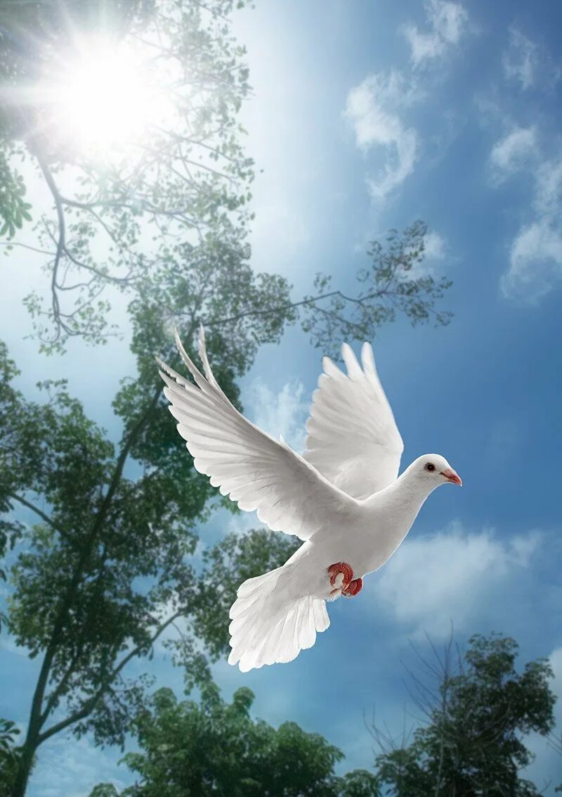 Открытки с добрым утром мирного неба. Голуби в небе. Белый голубь. Белая птица. Гоголубь белый.