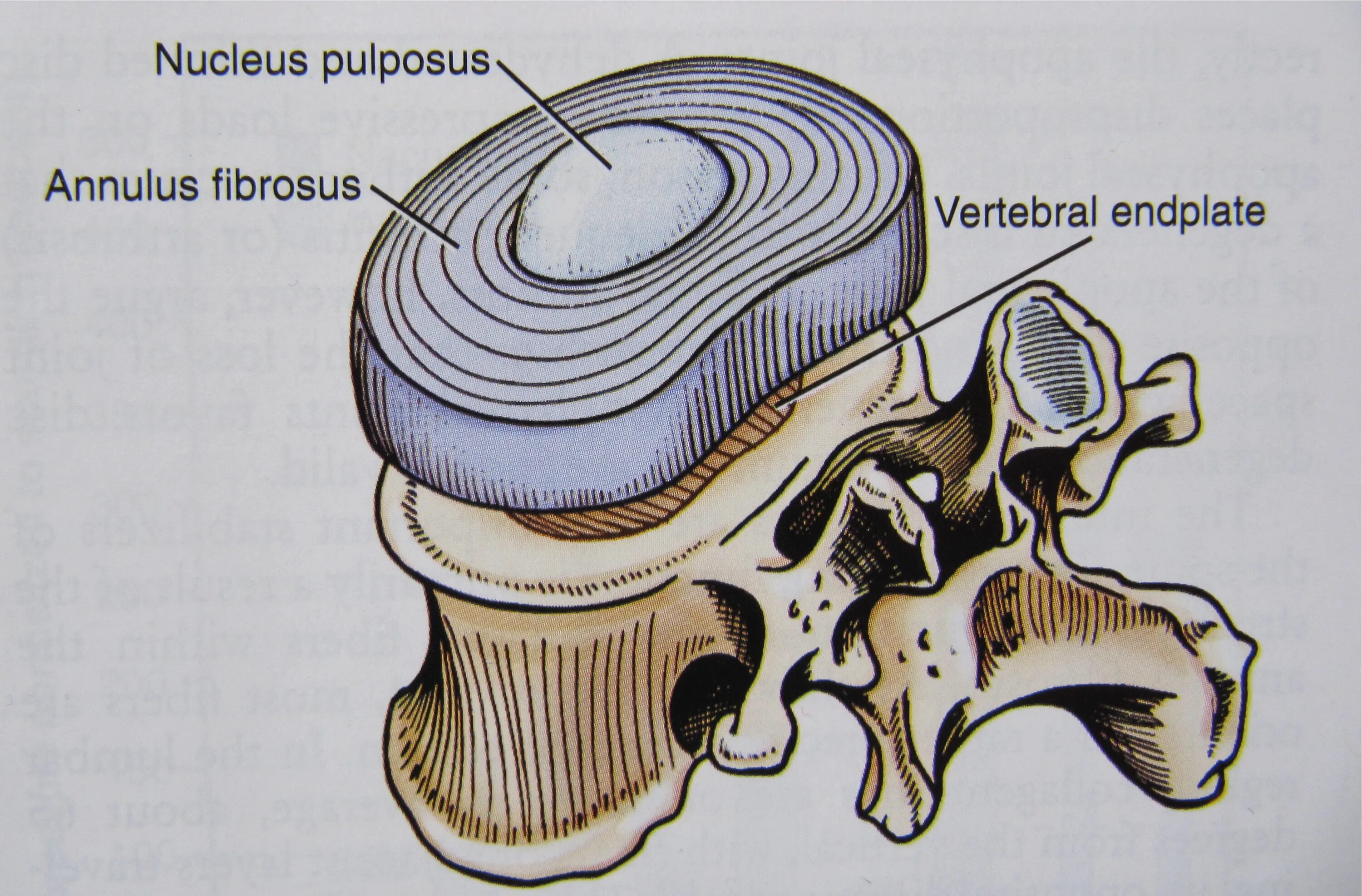 Содержимое межпозвоночного диска. Студенистое ядро межпозвоночного диска. Пульпозное ядро и фиброзное кольцо. Межпозвонковый диск анатомия. Межпозвонковый диск студенистое ядро.