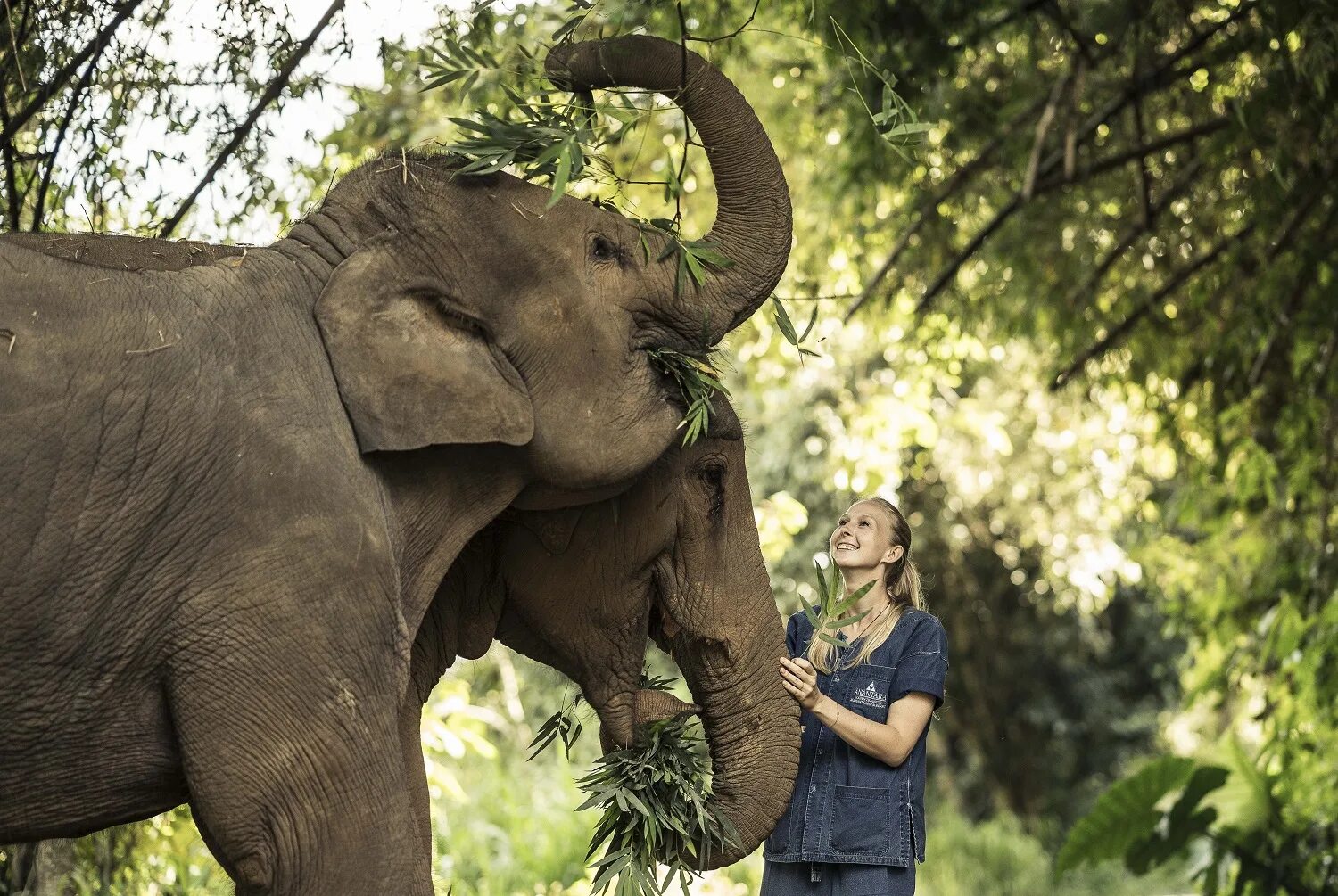 Anantara Golden Triangle Elephant. Anantara Golden Triangle Elephant Camp & Resort. Anantara Elephant Camp. Элефант Камп.