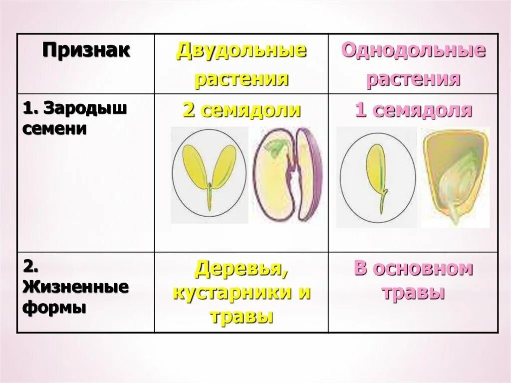 Как отличить двудольные от однодольных. Строение однодольных и двудольных растений таблица. Однодольные и двудольные растения. Однодольные и двудольные растения таблица. Класс Однодольные и двудольные растения.