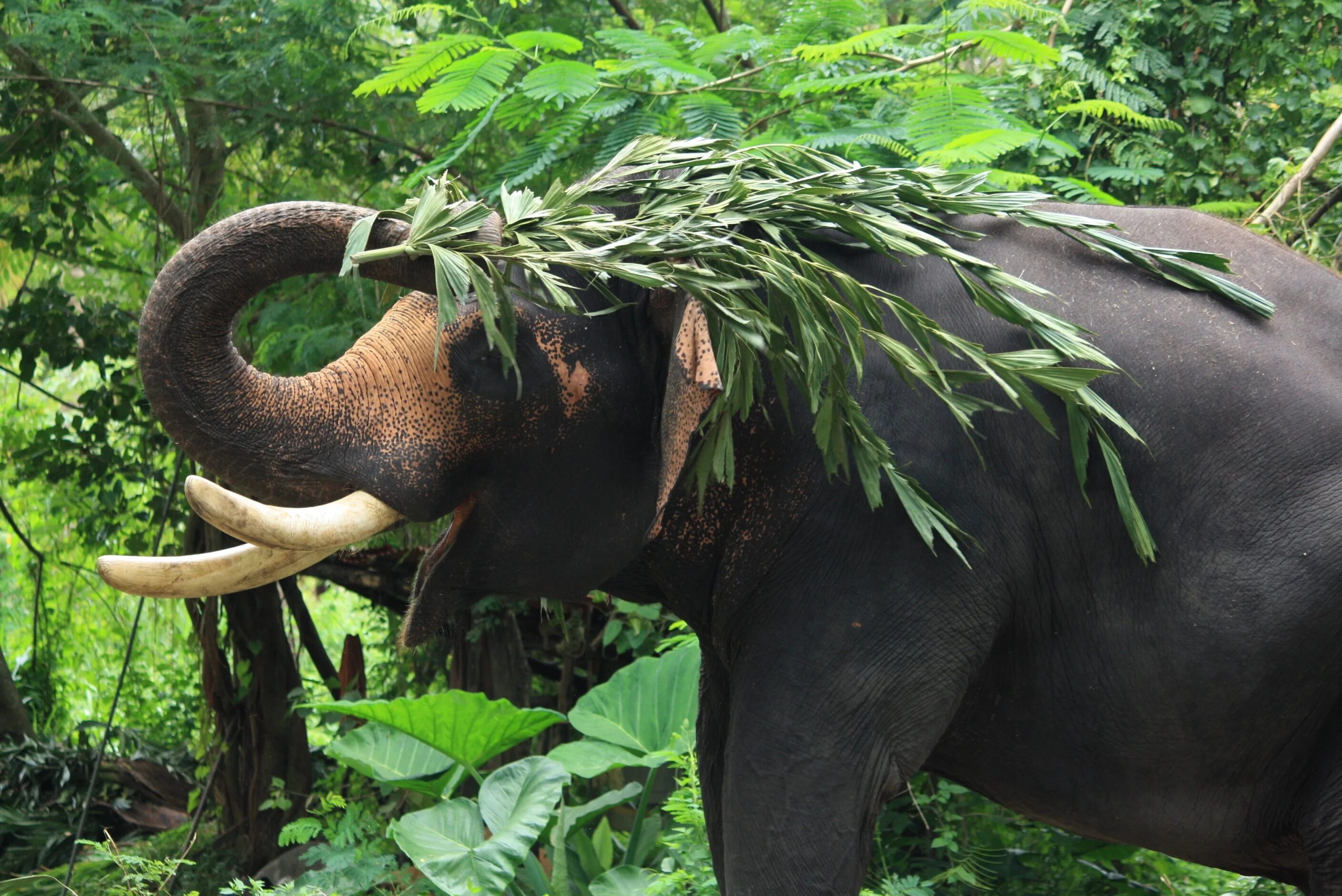 Индийский слон в тропическом лесу. Тропические леса Индии слоны. Джунгли в Индии слон. Фауна экваториальных лесов Африки. Амазонка дика природа