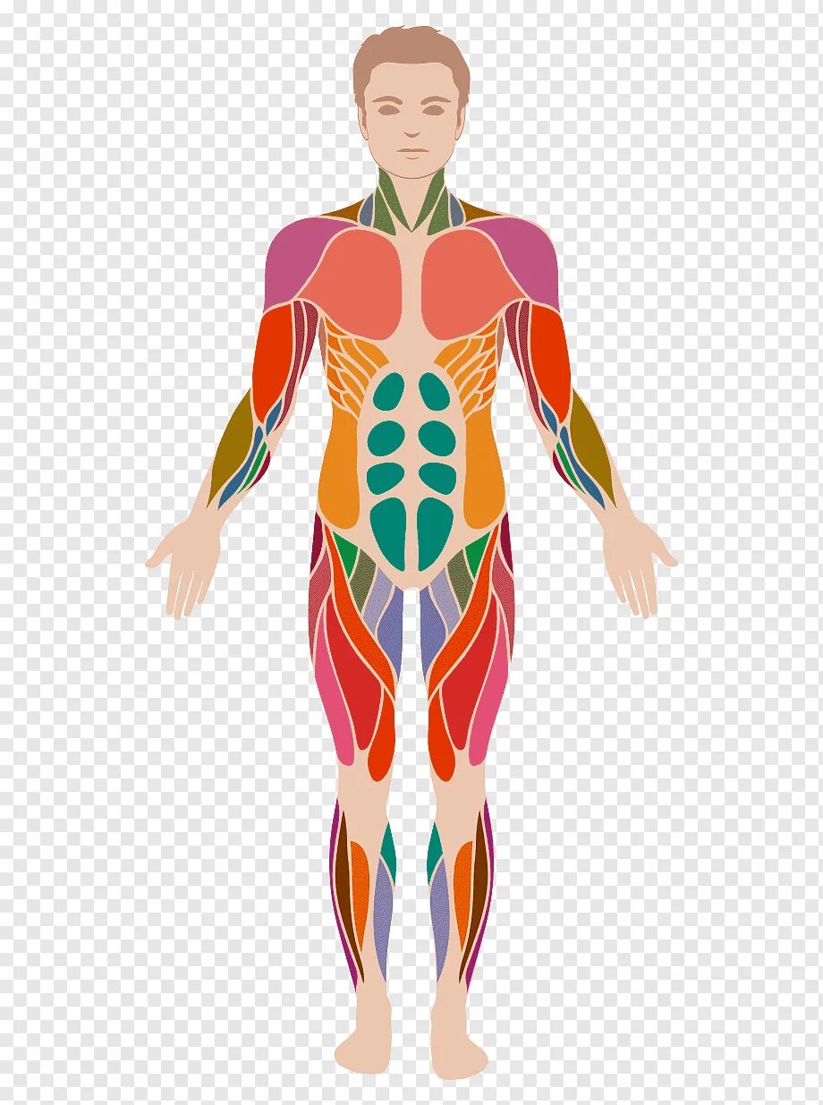 Мышцы орган человека. Тело человека. Мышцы человека. Организм человека. Человеческое тело.