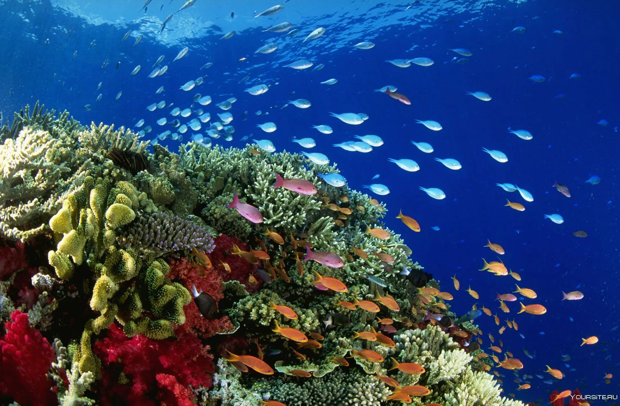 Зоны морского океана. Риф Шарм-Эль-Шейх. Подводный риф Шарм-Эль-Шейх. Рифы рас Мухаммед. Коралловый риф Хургада.