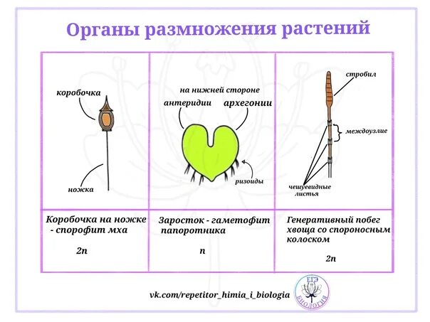 Органы размножения растений ЕГЭ рисунок. Органы размножения растений ЕГЭ биология.