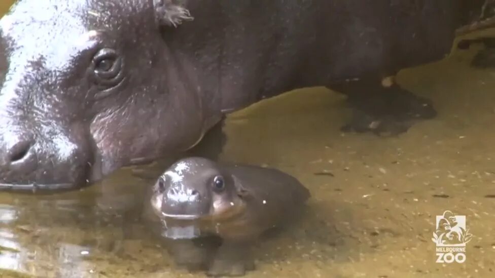 The baby hippo is learning to run. Гиппопотам. Маленький Бегемотик. Бегемот фото. Новорожденные Бегемоты.