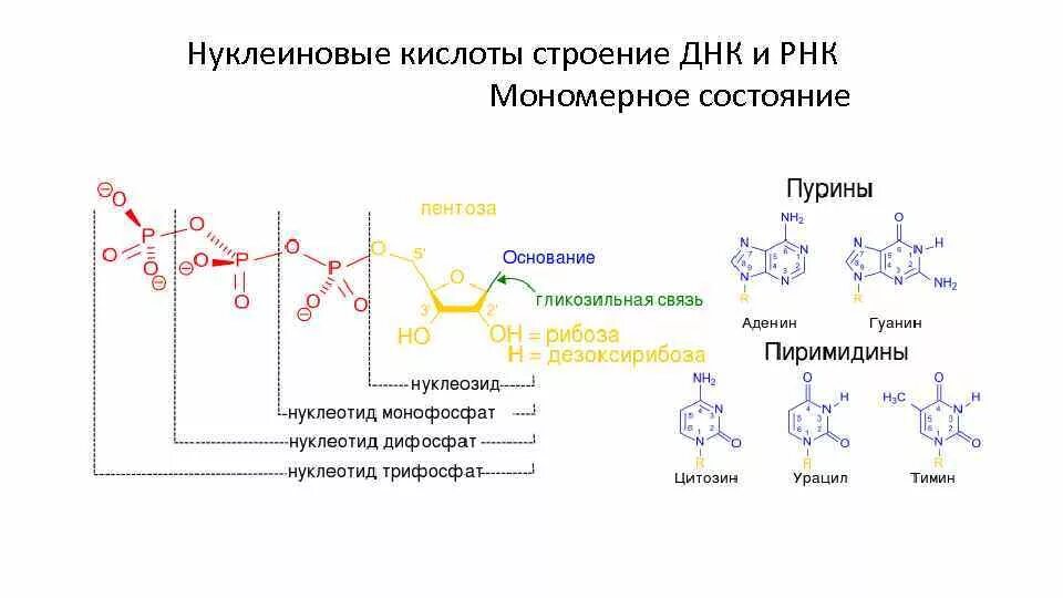 Строение нуклеиновых кислот ДНК И РНК. Схема строения нуклеотида ДНК И РНК. Номенклатура первичной структуры ДНК. Структура нуклеиновых кислот формула.