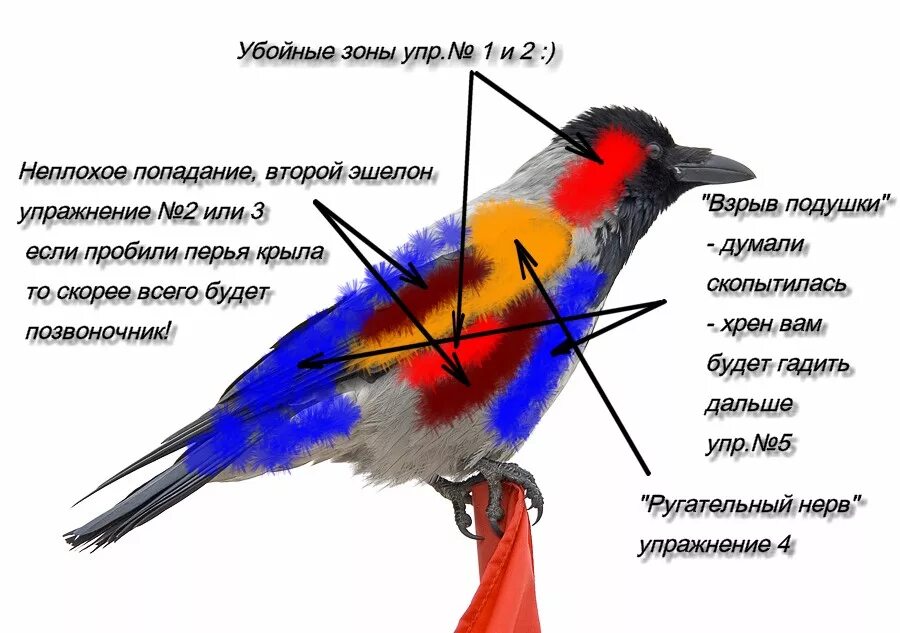 Слабое место птиц. Фотограф птиц. Внешнее строение птиц по биологии 8 класс. Строение селезня. Убойные места вороны.