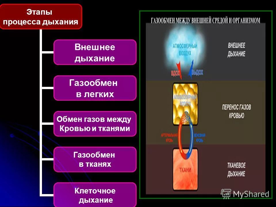 Газообмен в лёгких схема. Процесс газообмена называется. Процесс газообмена называется. Процесс газообмена называется. Газообмен между альвеолами и кровью.
