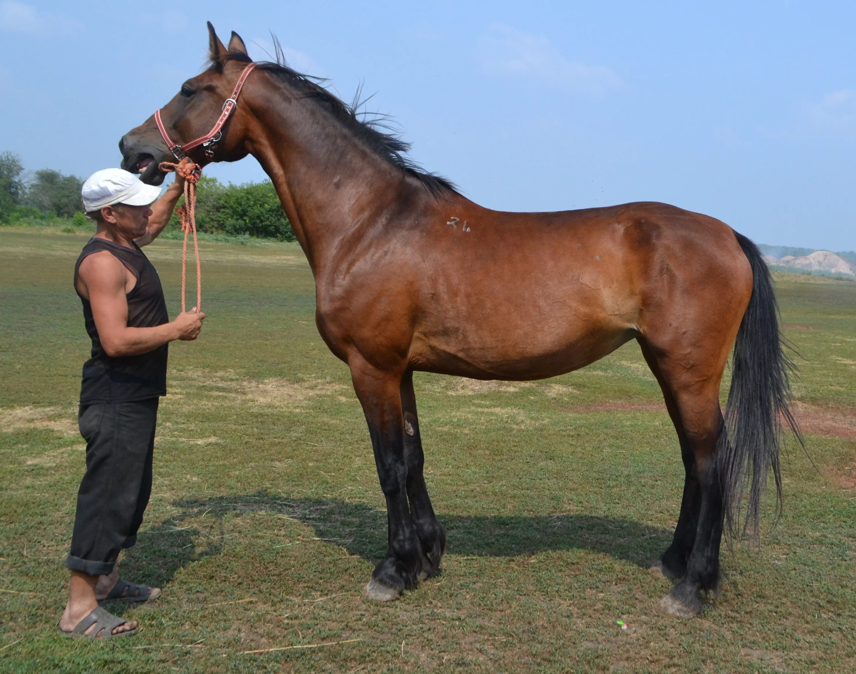 лошадь 10 лет. дерби конный клуб иппосфера. гнедой мустанг. гнедой мерин. лошадь 10 лет.