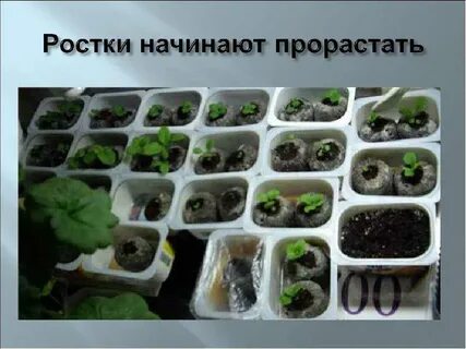 Рост петунии по неделям