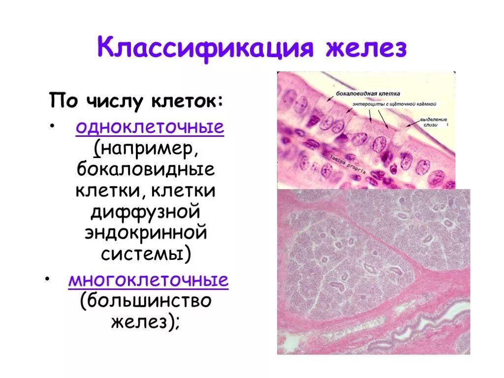 Железистый эпителий классификация эндокринных желез. Классификация железистых клеток. Классификация желез по числу клеток. Количество железистых клеток классификация.