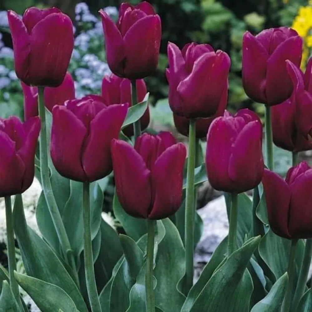 Тюльпан триумф arabian beauty,. Тюльпан триумф сильверстоун. Тюльпаны триумф zurel. Тюльпан триумф сильверстоун. Тюльпан триумф фото.