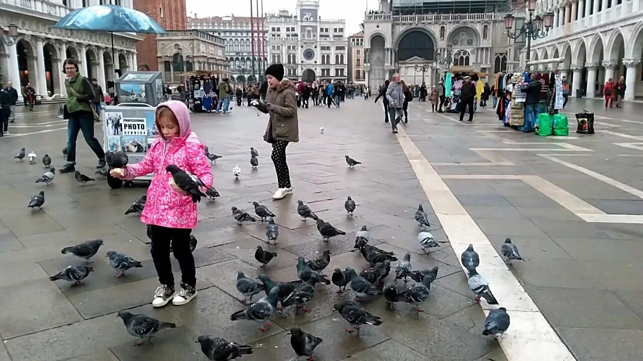 Голубь на площади в россии. Голуби на площади сан-марко в венеции. Площадь голубей. Площадь сан марко голуби. Площадь голубей.