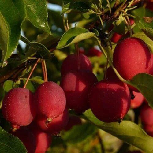 Райские яблочки сорт. Китайка керр. Яблоня китайка керр. Яблоня сливолистная китайка. Яблоня сливолистная китайка.