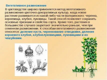 Какое растение будет развиваться быстрее объясни