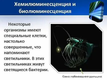 Почему у некоторых организмов