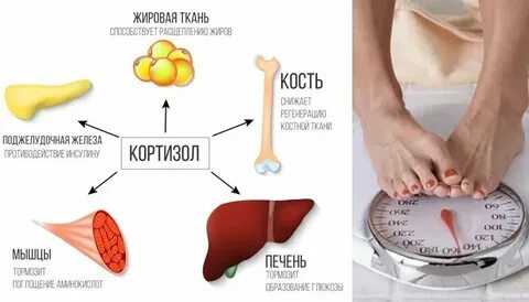 Влияние гормонов на уровень