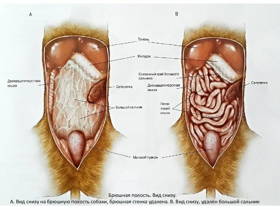 Выводить снизу. Анатомия брюшной полости собаки. Строение внутренних органов собаки брюшная полость. Топография органов брюшной полости собаки. Расположение внутренних органов у собаки анатомия.