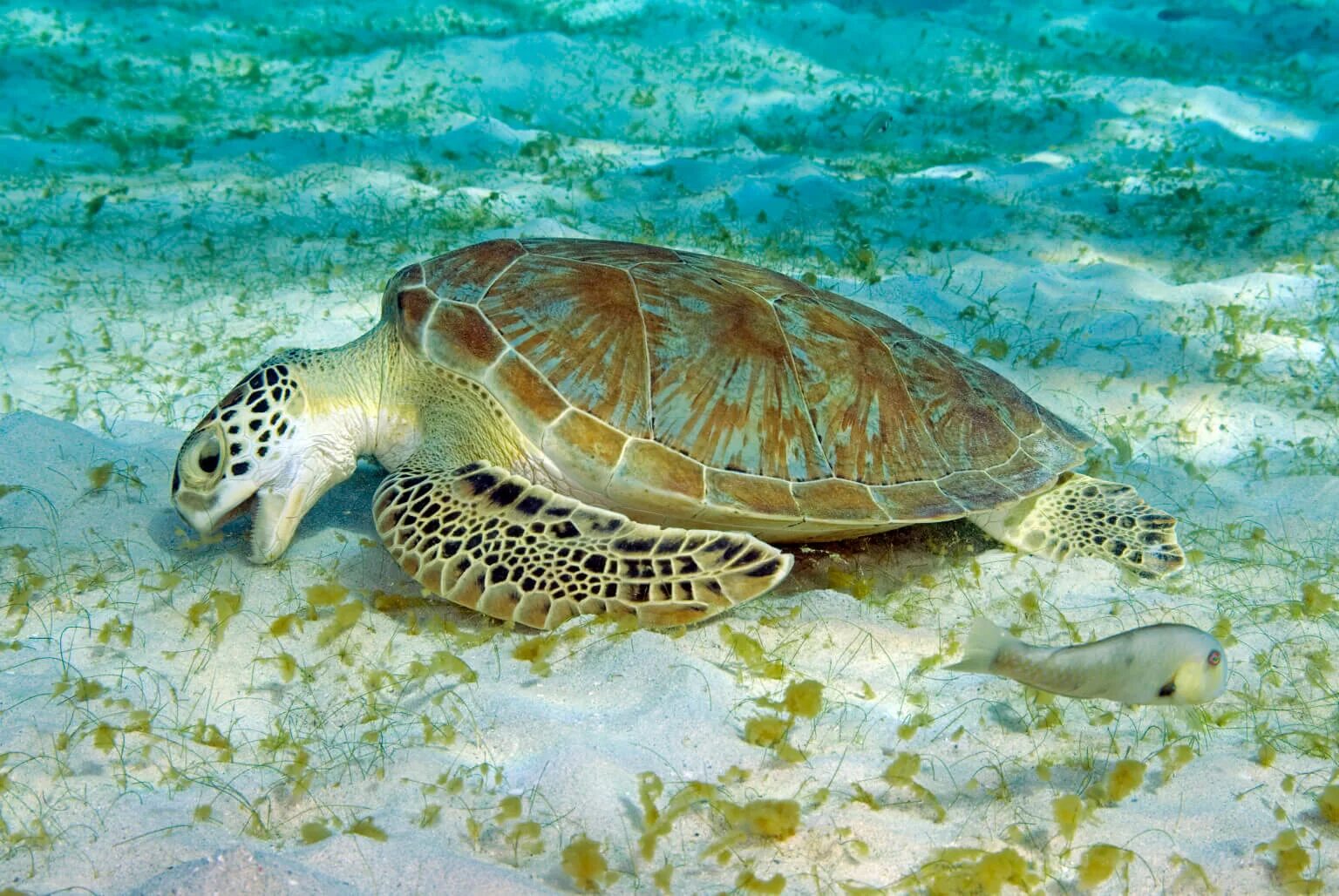 восточная (тихоокеанская) зелёная черепаха. морская суповая черепаха. морские черепахи черепахи. зеленая морская черепаха из красной книги. кожистая зеленая суповая черепахи.