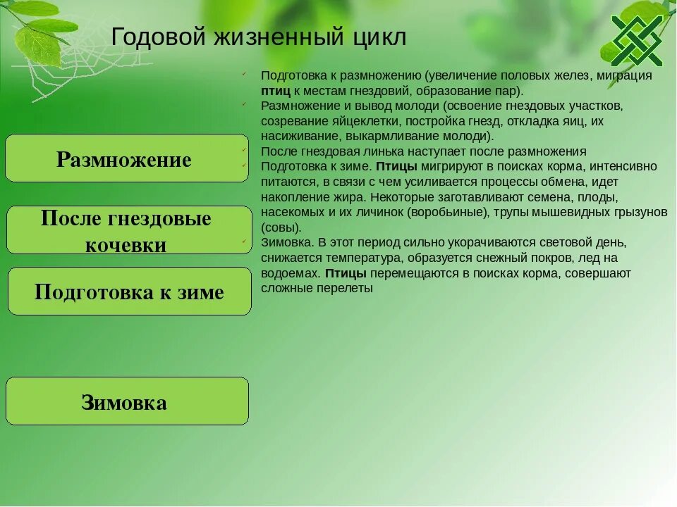 Годовой жизненный цикл птиц 7 класс. Годовой цикл жизни птиц. Годовой жизненный цикл птиц схема. Этапы годового жизненного цикла птиц. Годовой жизненный цикл и сезонные явления..