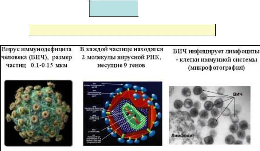 Вирус иммунодефицита человека молекула. Вирус иммунодефицита (ВИЧ). Размер вируса СПИДА.