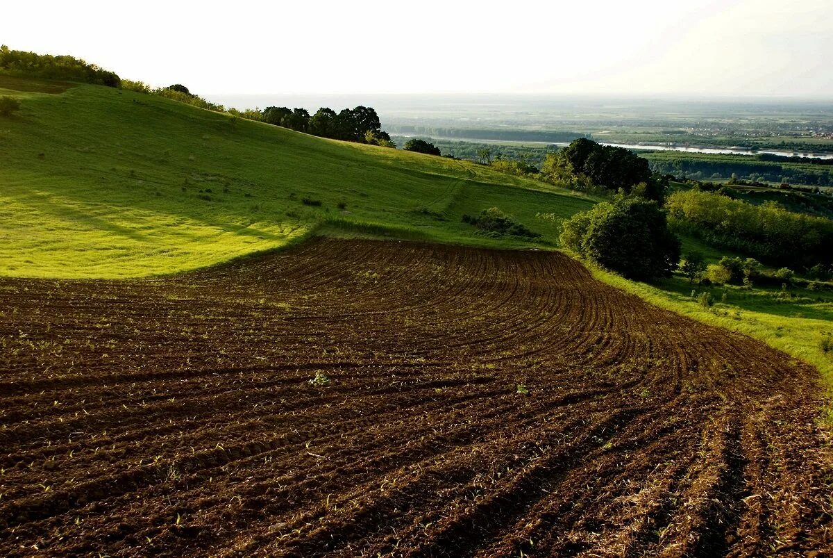 Related field