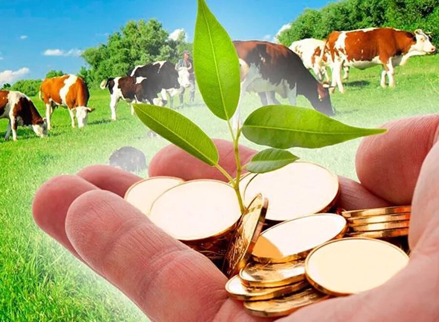 Маз на уборке зерна. Защита сельскохозяйственных животных. Хозяйство тюменской области. Работники сельского хозяйства. Опрыскиватель гербицидный полевой.