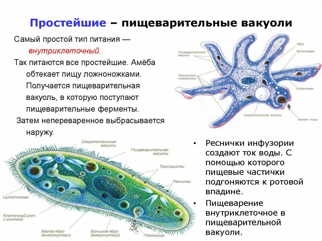 Инфузория туфелька ложноножки. Пищеварительная вакуоль амебы. Пищеварительная вакуоль амебы функции. Строение пищеварительной системы простейших. Образование пищеварительных вакуолей у простейших происходит в.