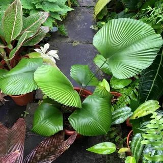 Rare plants
