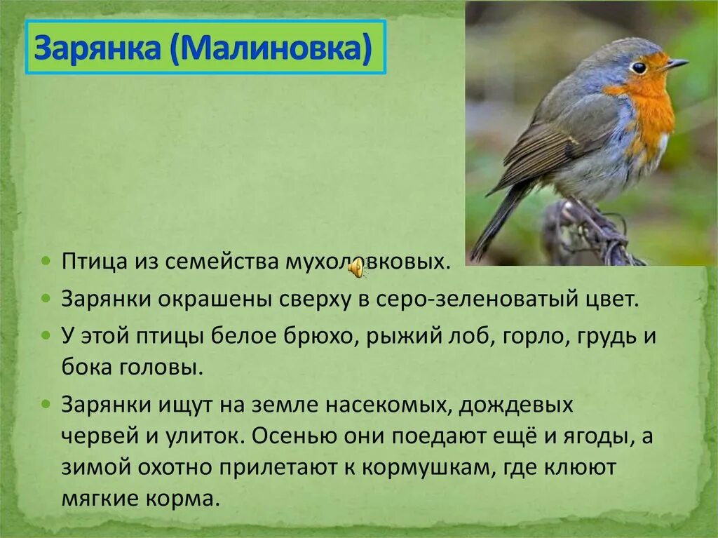 Малиновка птица описание. Названия птицы буроголовая гаичка. Птичка зарянка описание. Перелетные птицы зарянка. Птичка зарянка описание.