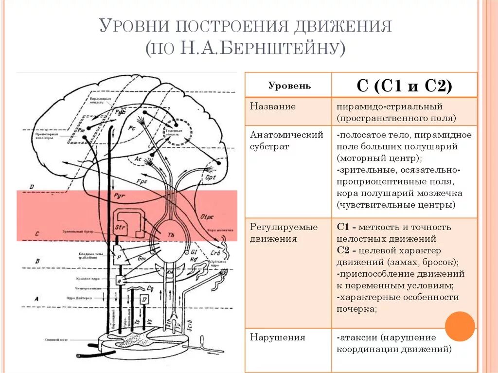 Движение развитие внутренняя. Бернштейн уровни построения движений. Уровни организации движений по н.а Бернштейну. Уровни построения движений по Бернштейну н.а таблица. Уровни построения движений по н.а. Бернштейну, уровень е.