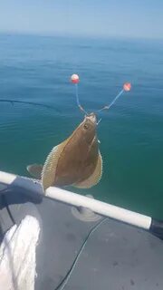 Камбала на что ловить в море