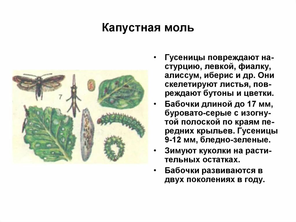 Какой тип повреждения вызывает капустная. Гусеница капустной моли. капустная моль имаго. вредители декоративных растений. капустная моль повреждения.