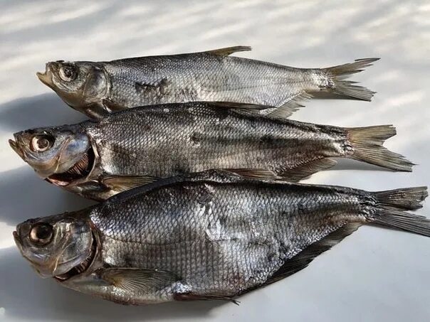 Синец вяленый. Синец таранка. Лещ – abramis brama. Синец астраханский. Синец вяленый.