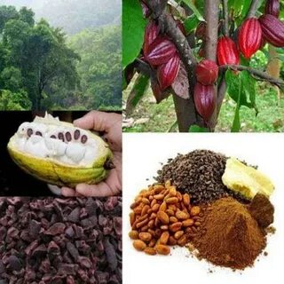 Какао бобы где