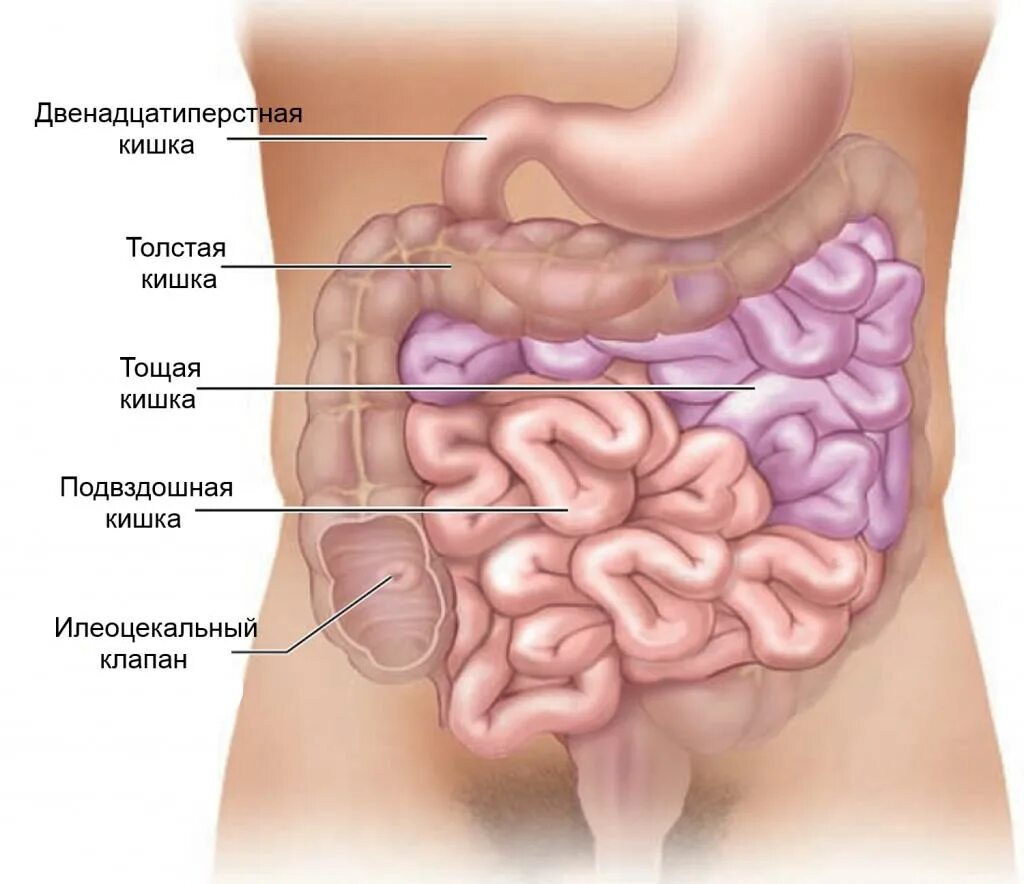 Строение кишечника картинки. Тонкая и толстая кишка отделы. Тонкая и толстая кишка анатомия. Строение тонкой и толстой кишки. Расположение и строение тонкого и Толстого кишечника.