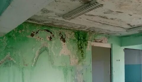 Заринск голуха электричка