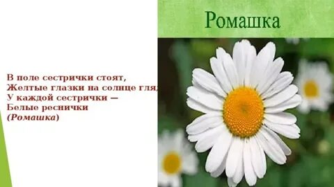 Стоят поле сестрички желтый глазок