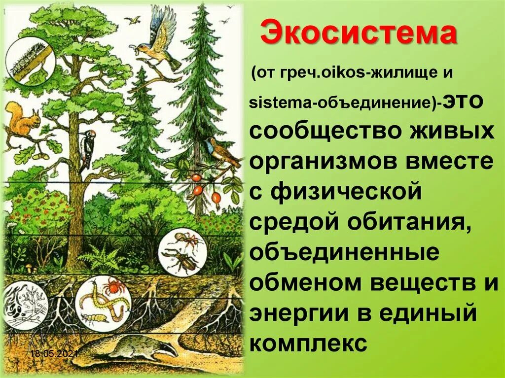 Примером биогеоценоза может служить организм человека. Экосистема. Природное сообщество экосистема. Экосистемы для дошкольников. Экосистема и биогеоценоз.