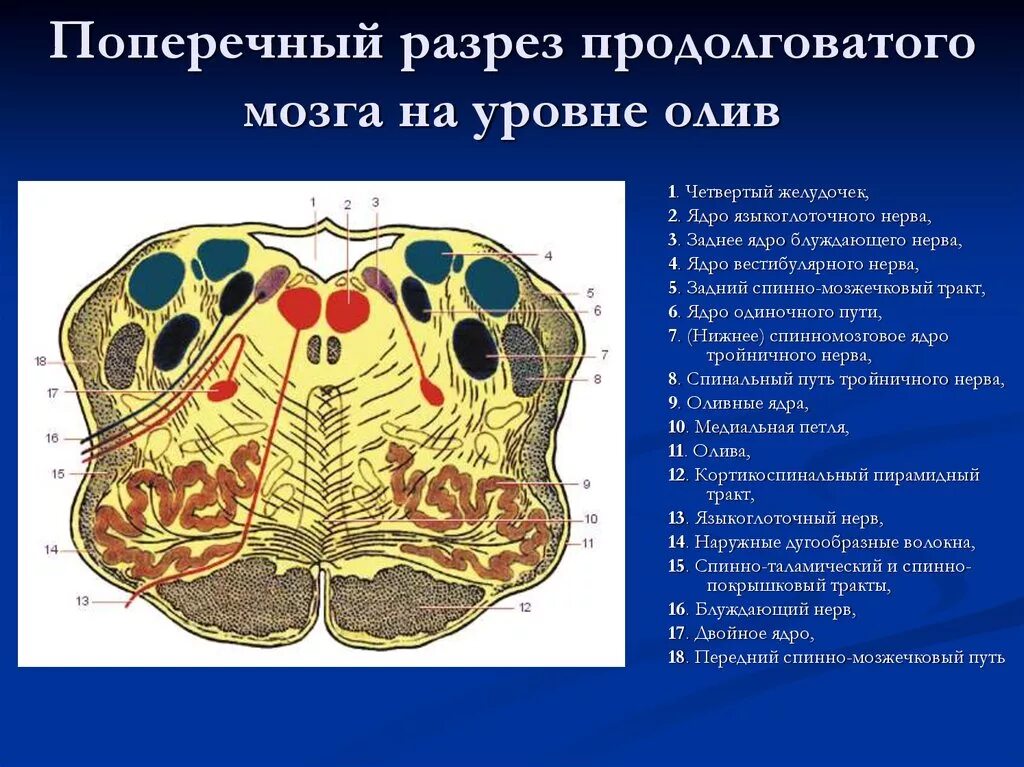 Каким номером на рисунке обозначен продолговатый мозг. Строение продолговатого мозга поперечный разрез. Внутреннее строение продолговатого мозга. Поперечный срез продолговатого мозга схема. Строение продолговатого мозга срез.