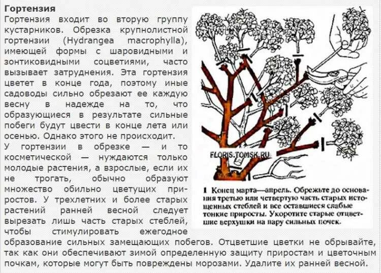 Как правильно обрезать метельчатую