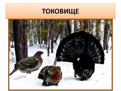 Песня глухари