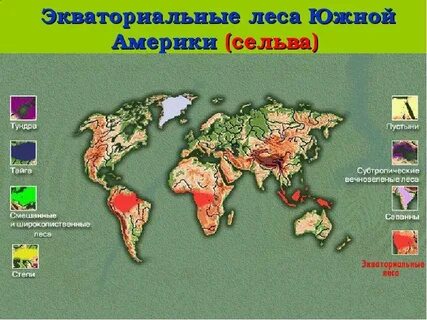 Сельва природная зона южной америки