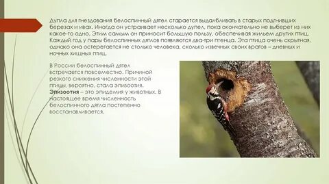 Дятел приспособленность к среде обитания