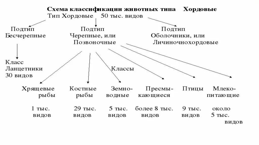 Относится ли человек к типу хордовые. Хордовые классификация схема. Схема классификации типа хордовых. Тип Хордовые систематика схема. Систематика Хордовые рыбы.