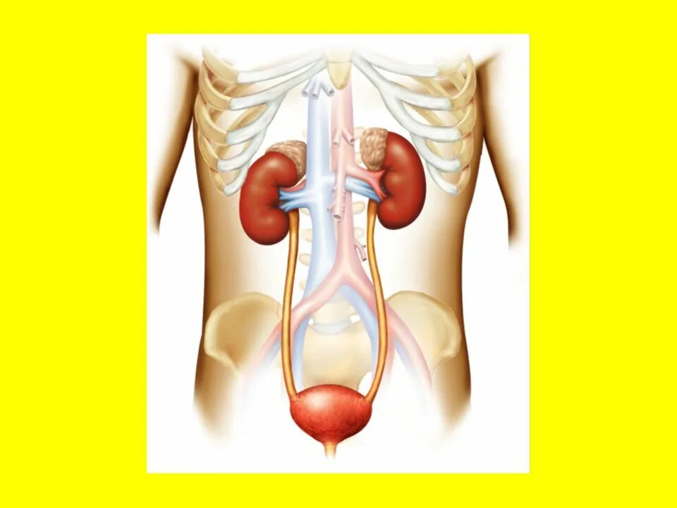 Urinary System. Urinary System Anatomy на англ. Histo Urinary System. Внутренние органы человека схема расположения у мужчин с названиями. Кролог